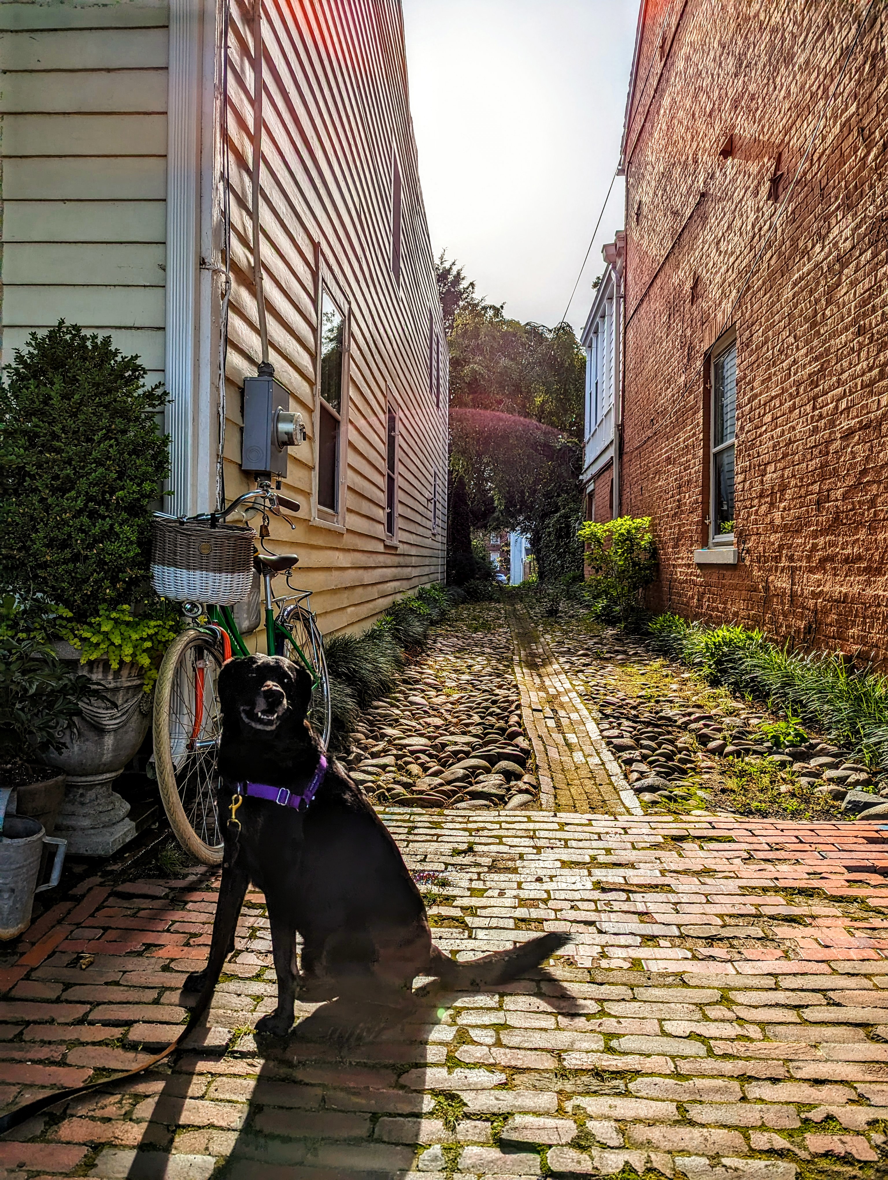 A black lab sitting in front of an old cobblestone street